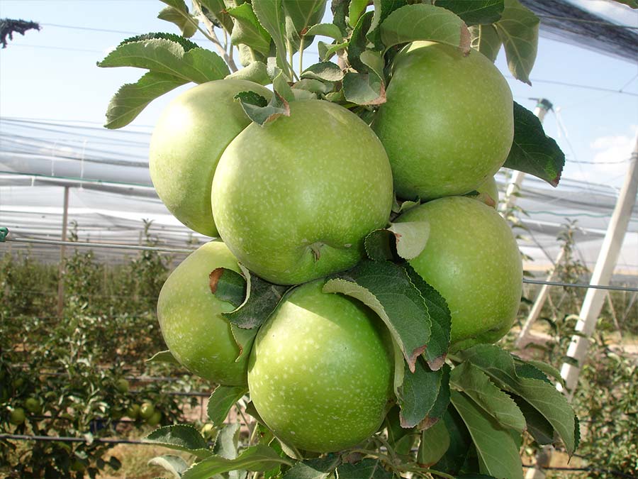 Granny Smith Elması